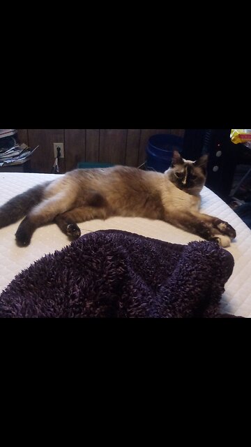 Mothers day last minute gift. Grumpy Monkey Kitty Saved The Day.