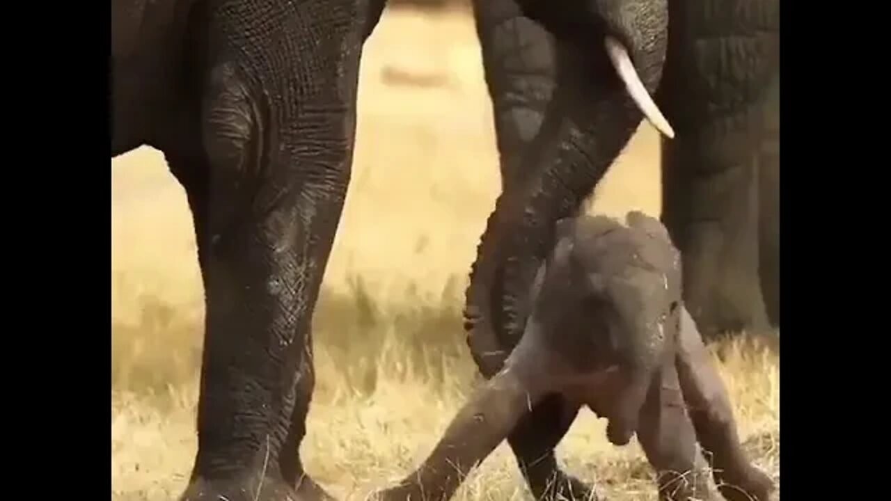 Newly born Elephant - Moremi Game Reserve in Botswana