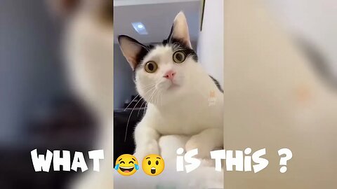 Funny Cat 😹🐈 | Funny Cat Videos 2023