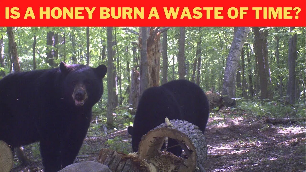 Bear Baiting: is a Honey Burn actually bad? 5 Reasons!