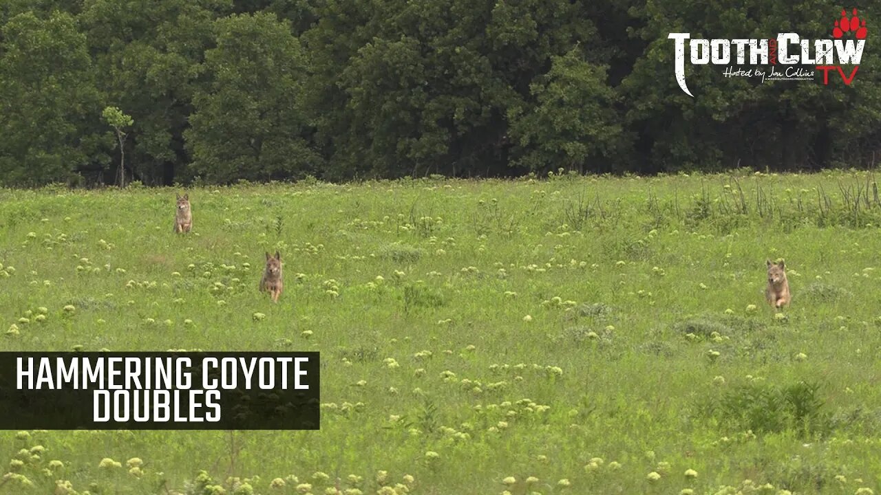 Hammering Coyote Doubles - Coyote Hunting