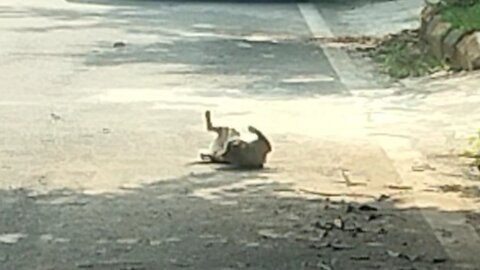 A cat likes to roll on the road