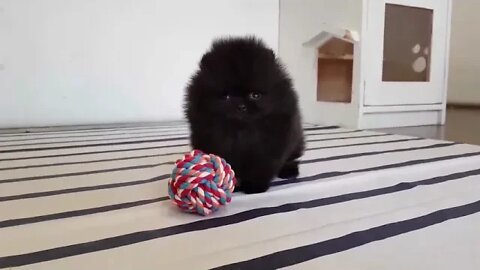 Pomeranian black dog | Funny cute pets lovers