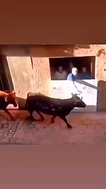 Never touch a bull’s horns