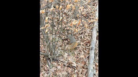 Squirrel fight