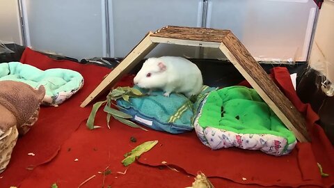 Baby Guinea pig and the rescued snack