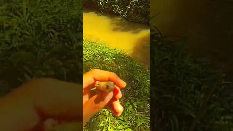 peguei um capitão 🎣🤳#shorts