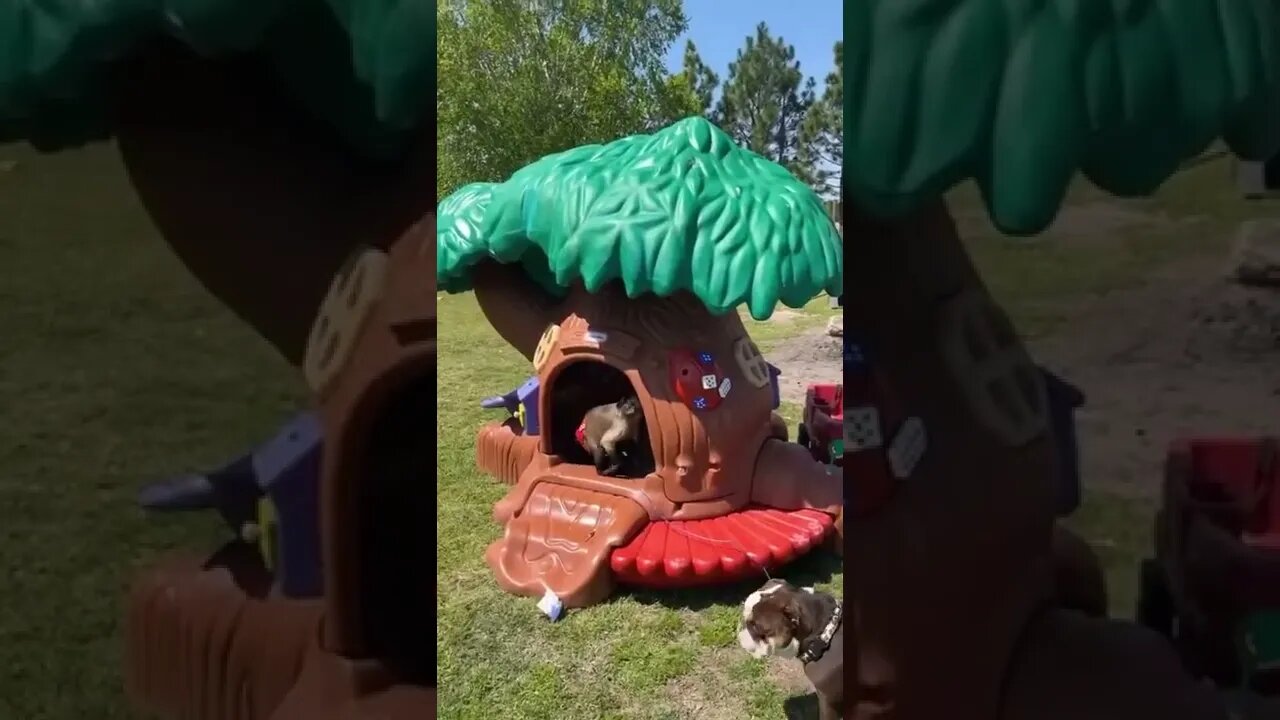 Day 2 My play house is coming along!!! The roof is a Monster!!!