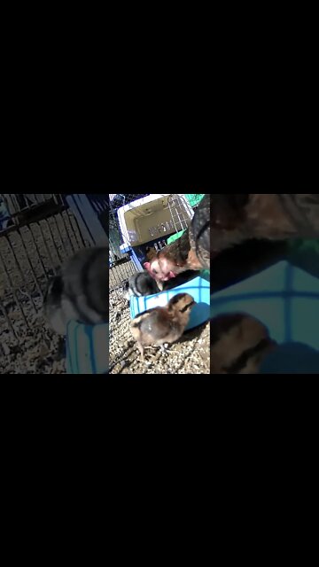 Baby chicks first day outdoors