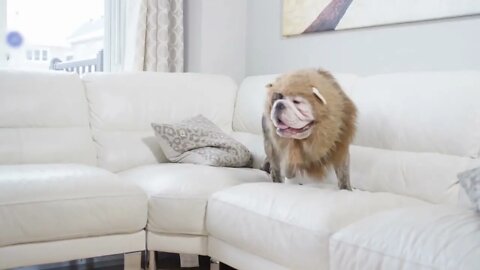 Lions mane bulldog on the couch running
