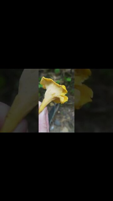 Mushroom Foraging between Thunderstorms. Chanterelles, Leatherback Milkcap, and Ghost Pipe.