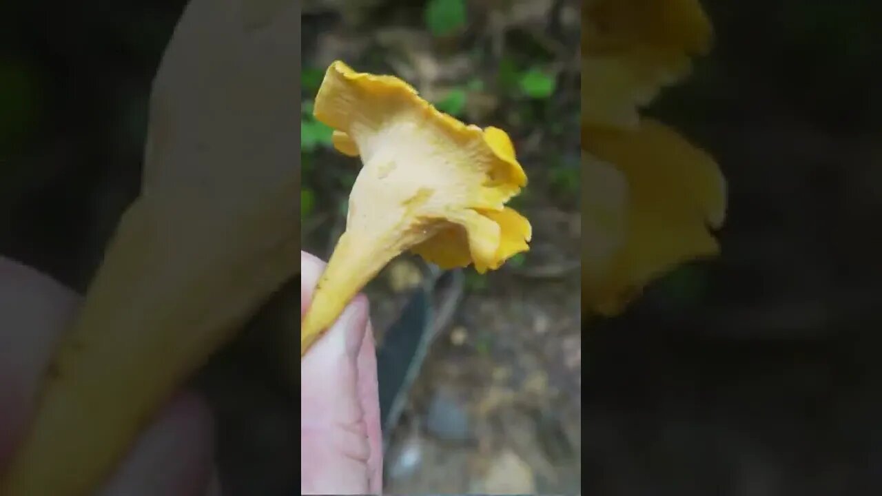 Mushroom Foraging between Thunderstorms. Chanterelles, Leatherback Milkcap, and Ghost Pipe.