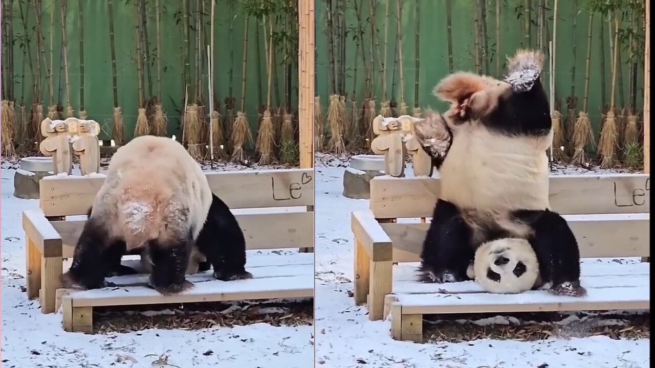 Cute panda stunt🥰, cute animal panda,