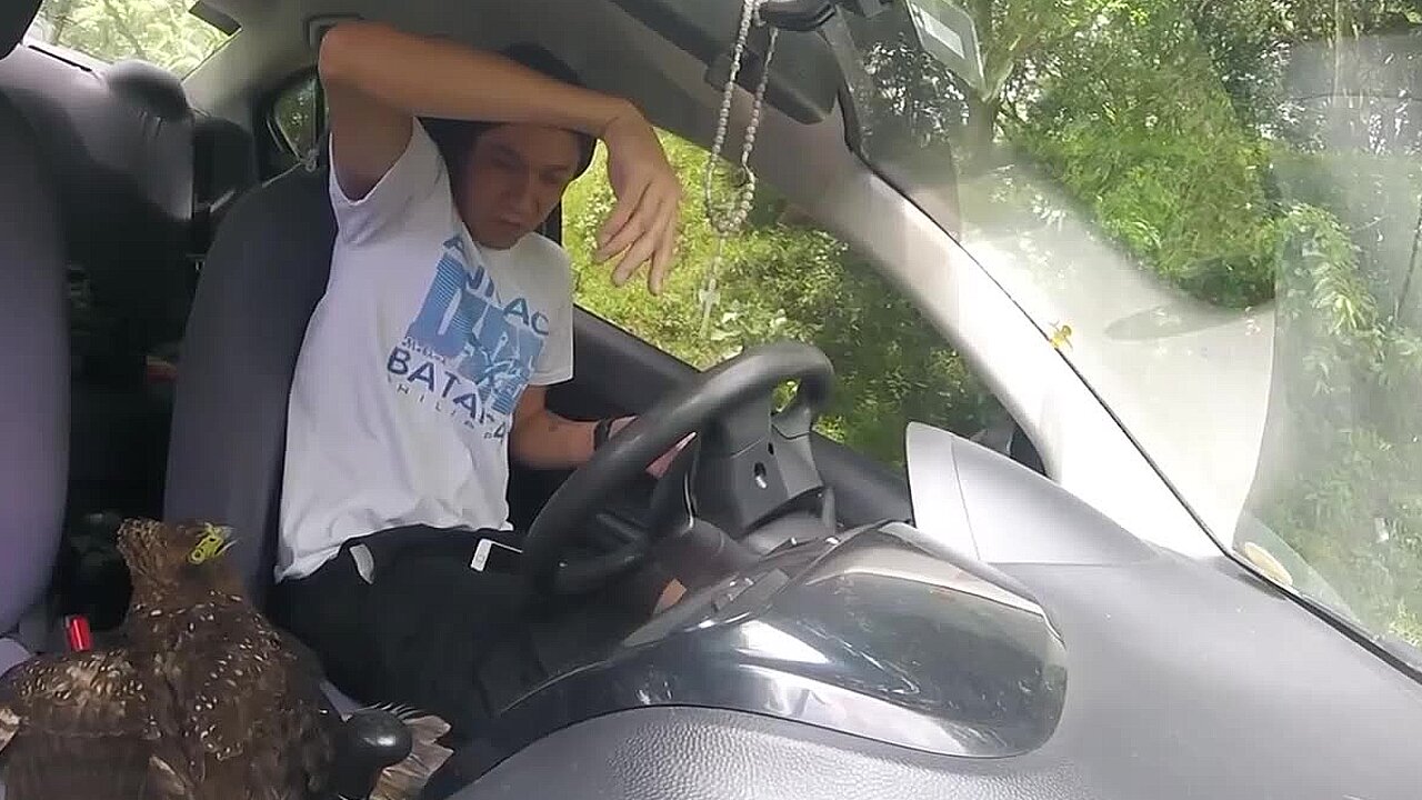 Guy captures moment wounded eagle crash-lands in his car