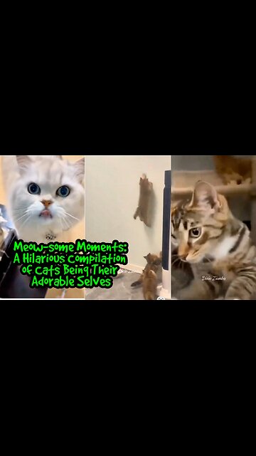 Meow-some Moments: A Hilarious Compilation of Cats Being Their Adorable Selves