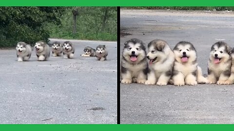 Cute and Adorable Alaskan Malamute