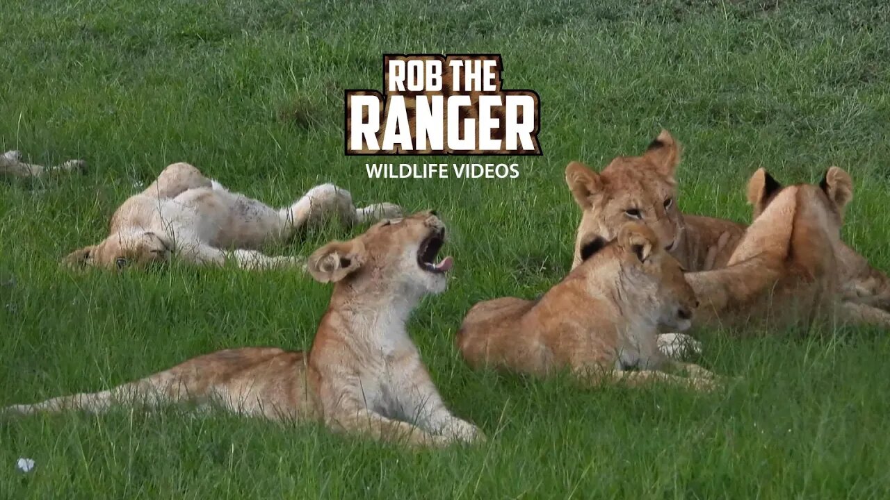 Lion Pride With Lots Of Cubs On A Stormy Afternoon | Maasai Mara Safari | Zebra Plains