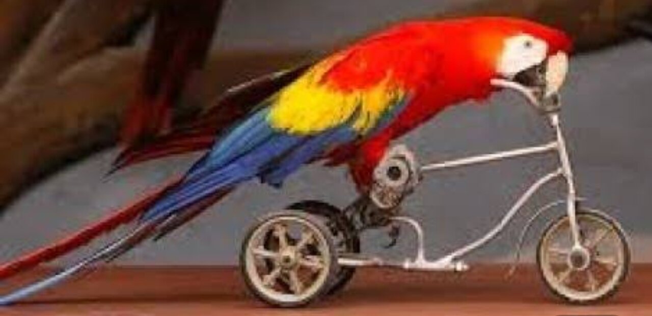 Smart funny parrot 🐦🦜🦜🦜