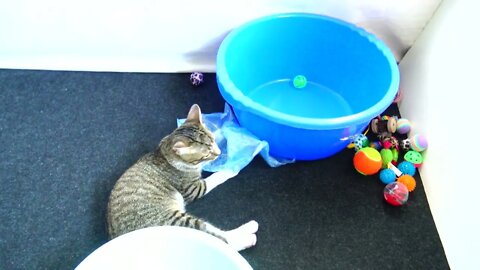 Small Cat Jumps into a Basin