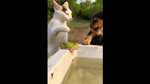 Cute cat and baby dog fight