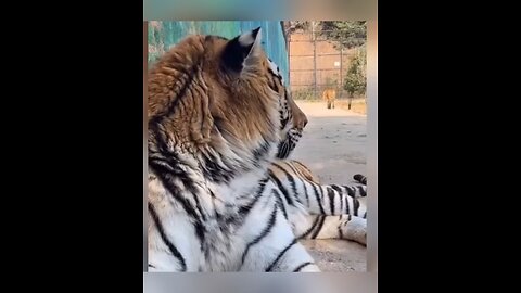 Scared funny animals