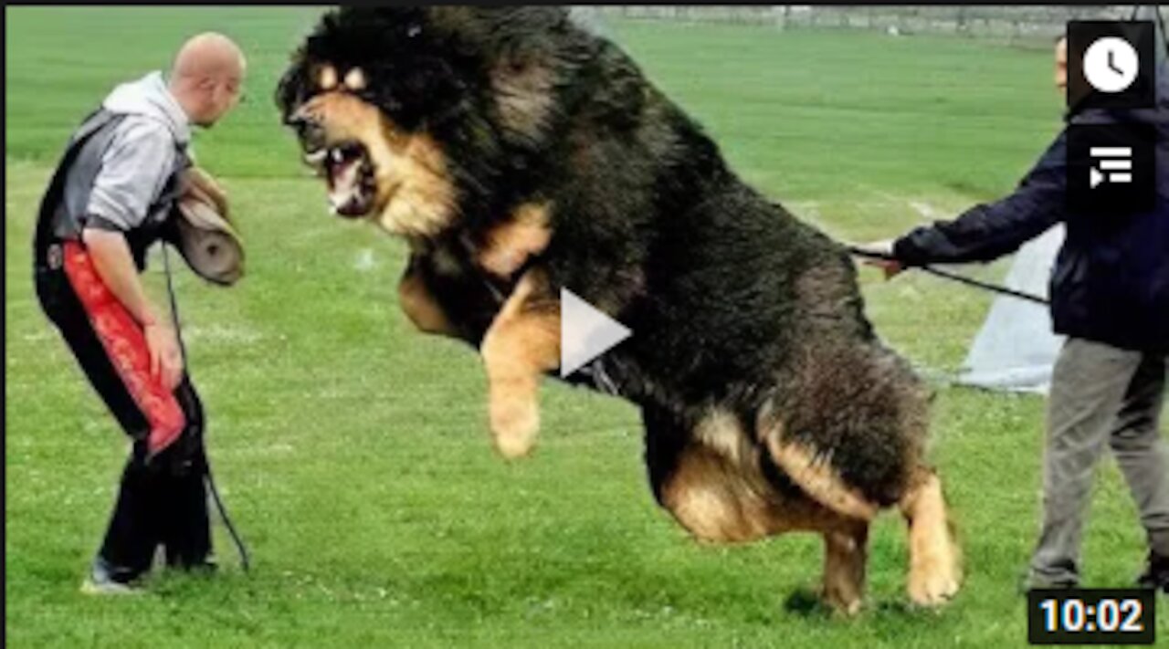 10 Most Powerful Dogs in the World