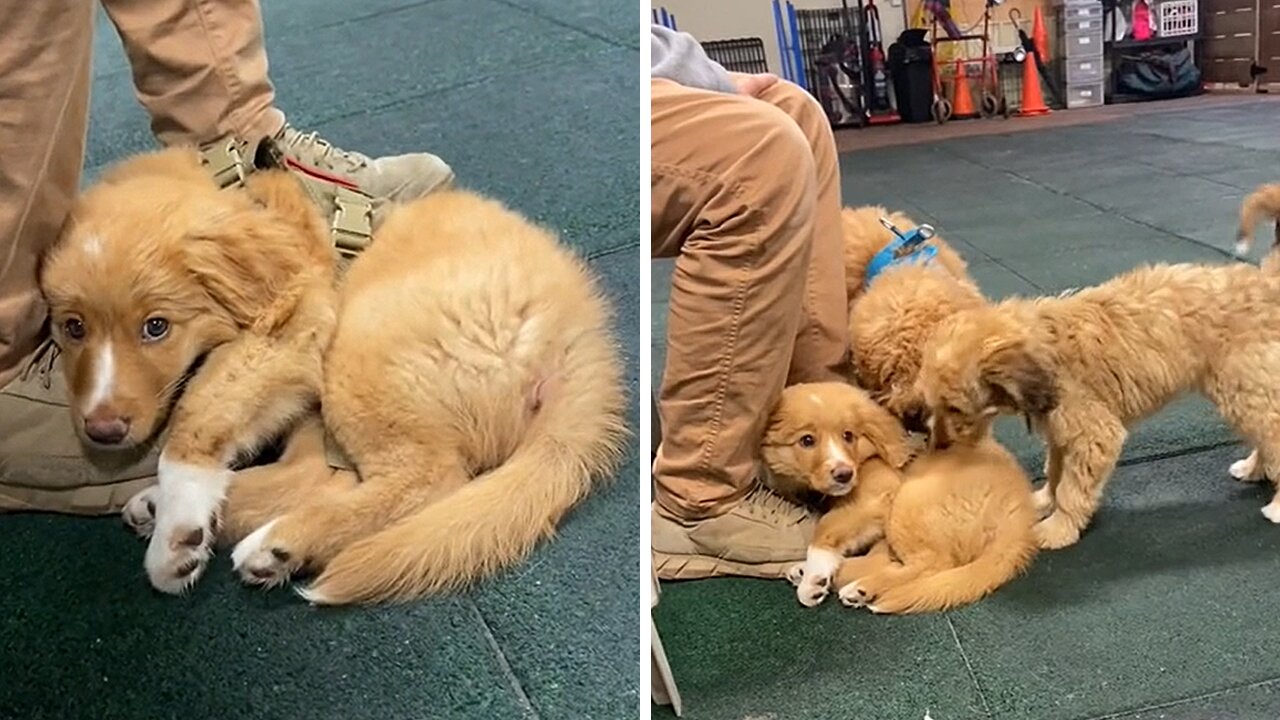 Toller Puppy Is A Little Shy At His First Puppy School Class