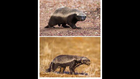 Withuot tooth & hight foodh