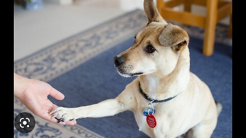 DOG Training For Whisper Bark