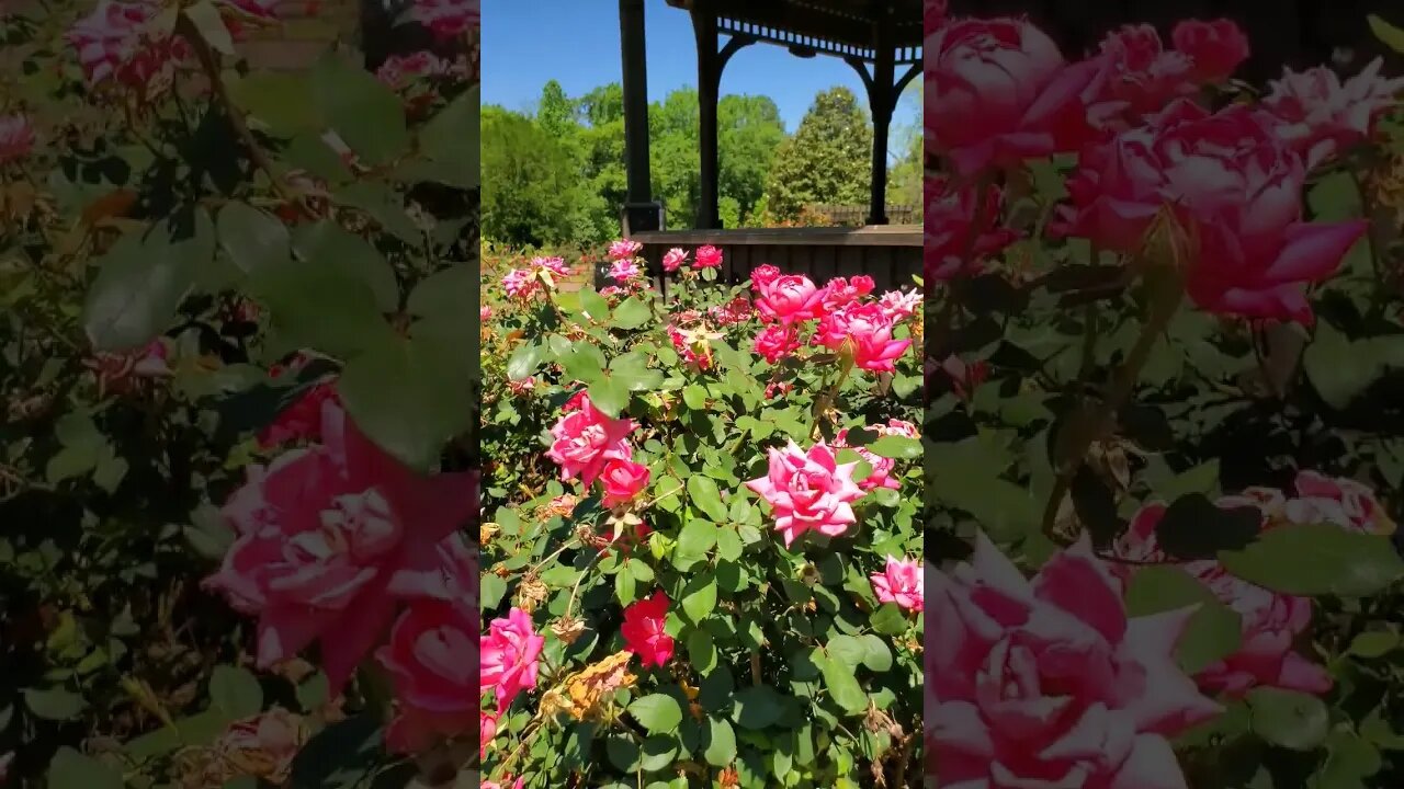 Ever been to this World Famous Rose Garden? - 13 #shorts