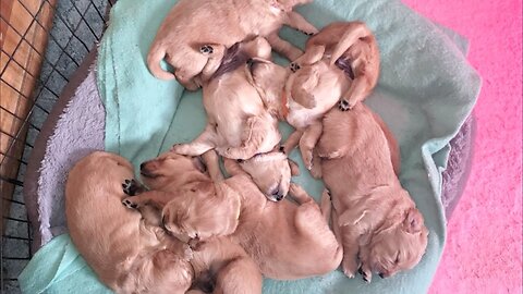 Milk drunk golden retriever puppies pass out after dinner