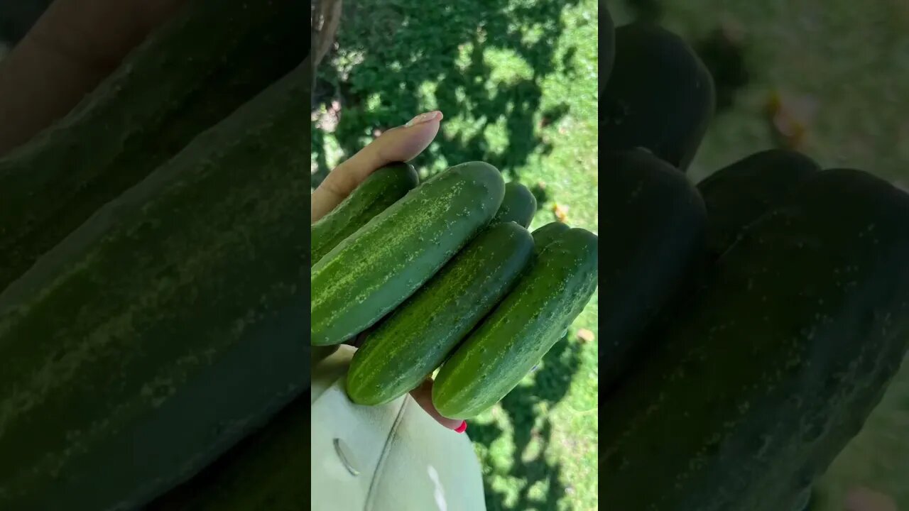 Живот... 💚