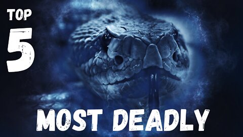 The TOP 5 Most dangerous snakes on the planet. You never want to mess with these snakes..