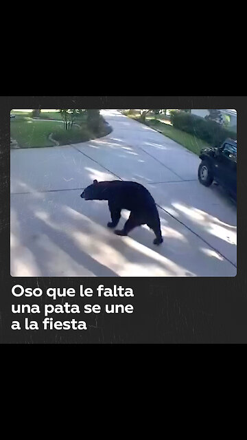 Oso de tres patas roba alcohol en casa de Florida
