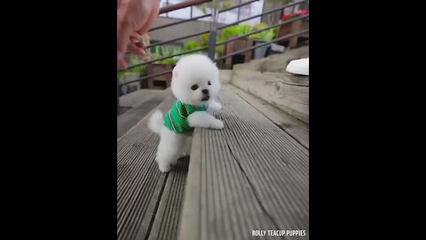 Teacup tiny puppy so cute