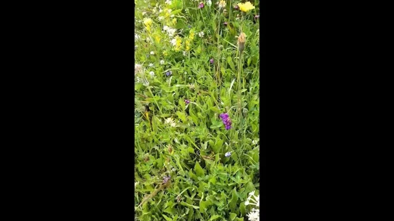 ÇİÇEKLERE KONMAYA ÇALIŞAN UÇAN BİR BÖCEK TÜRÜ.