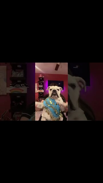 Bulldog Belly Dancer