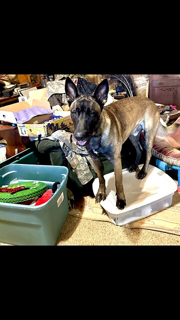 Hilarious, Belgian Malinois dogs stops Christmas tree decorating by sitting on box!!!! 😂😂😂🐕🐕🐩❤️