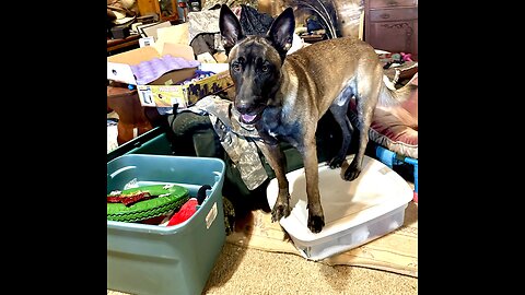 Hilarious, Belgian Malinois dogs stops Christmas tree decorating by sitting on box!!!! 😂😂😂🐕🐕🐩❤️