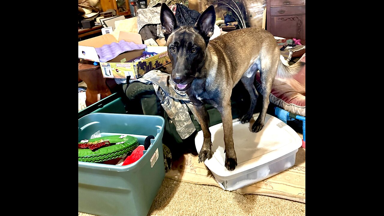 Hilarious, Belgian Malinois dogs stops Christmas tree decorating by sitting on box!!!! 😂😂😂🐕🐕🐩❤️