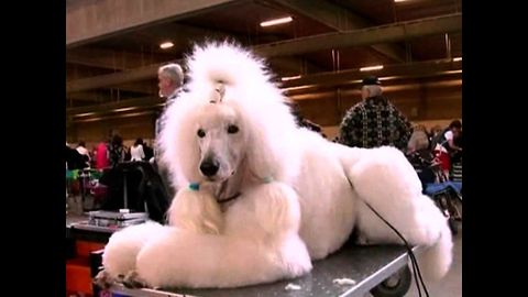 World's Largest Dog Show... Ever