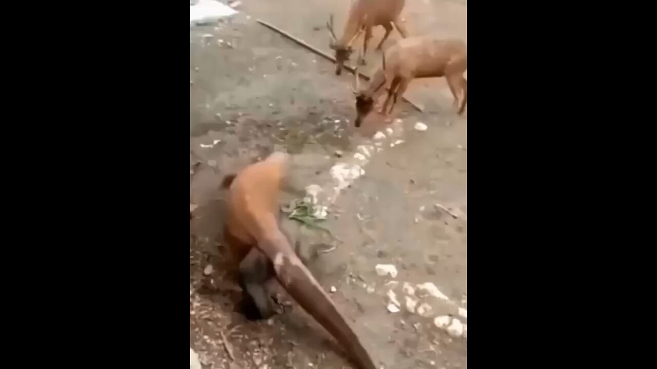 Komodo vs Deer