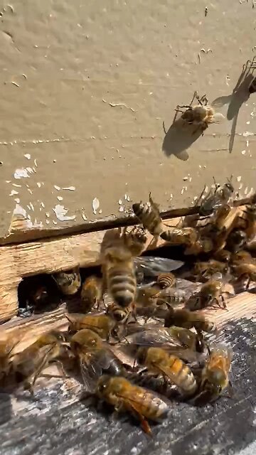 I spy some busy bees packing in pollen 👀🐝