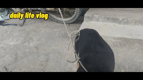 The dog was tied to the car by the owner because it was killed by the car