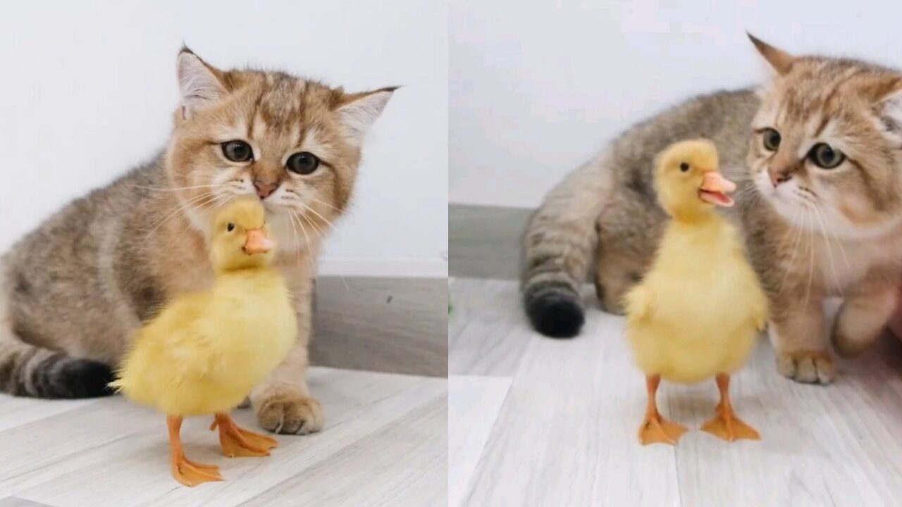 Kitten Moni sees baby duck for the first time