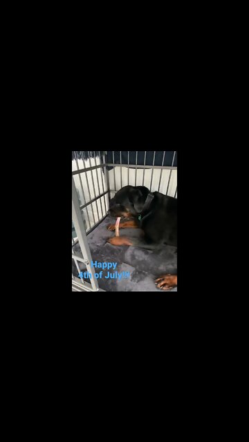 Dogs get 4th of July treats too! Happy 4th!!!