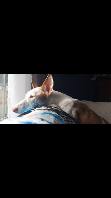 Agatha, the 15 year old ibizan hound.