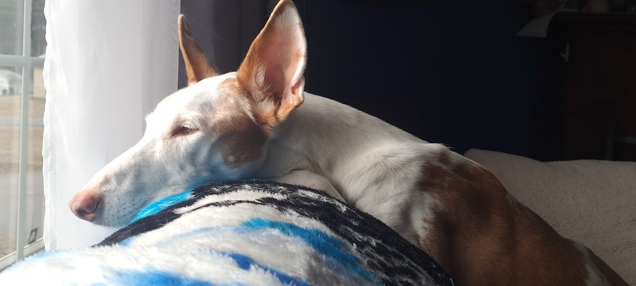 Agatha, the 15 year old ibizan hound.