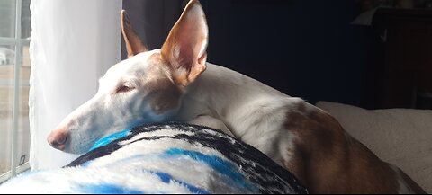 Agatha, the 15 year old ibizan hound.