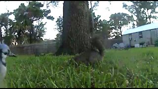 Blue jay stands ground